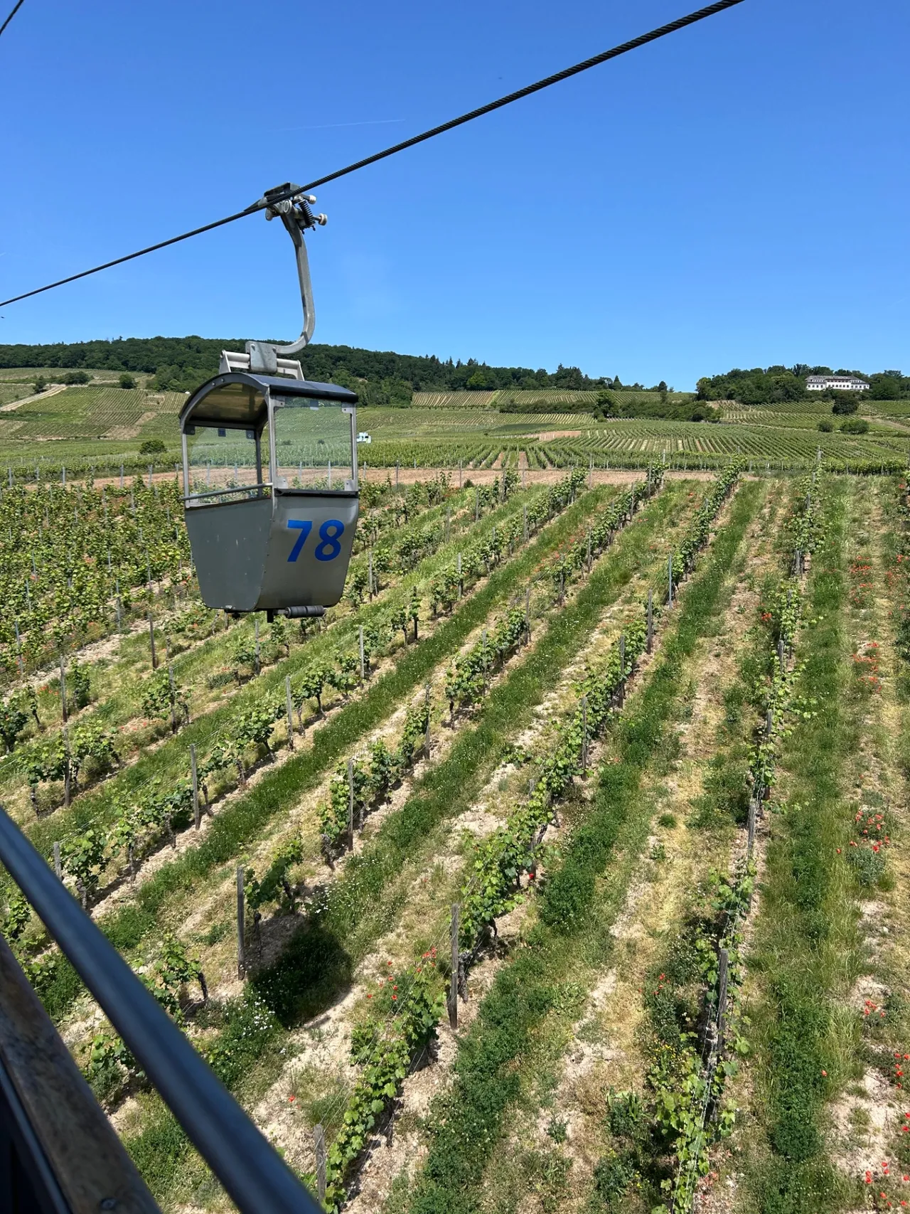 Cable car gondola glides over green vineyard rows on the slopes above Rüdesheim am Rhein on a sunny summer day.