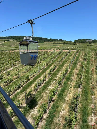 Cable car gondola glides over green vineyard rows on the slopes above Rüdesheim am Rhein on a sunny summer day.