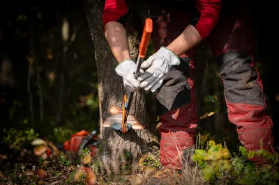 Close-up of hands in work gloves sharpening a chainsaw chain resting on a freshly cut tree stump