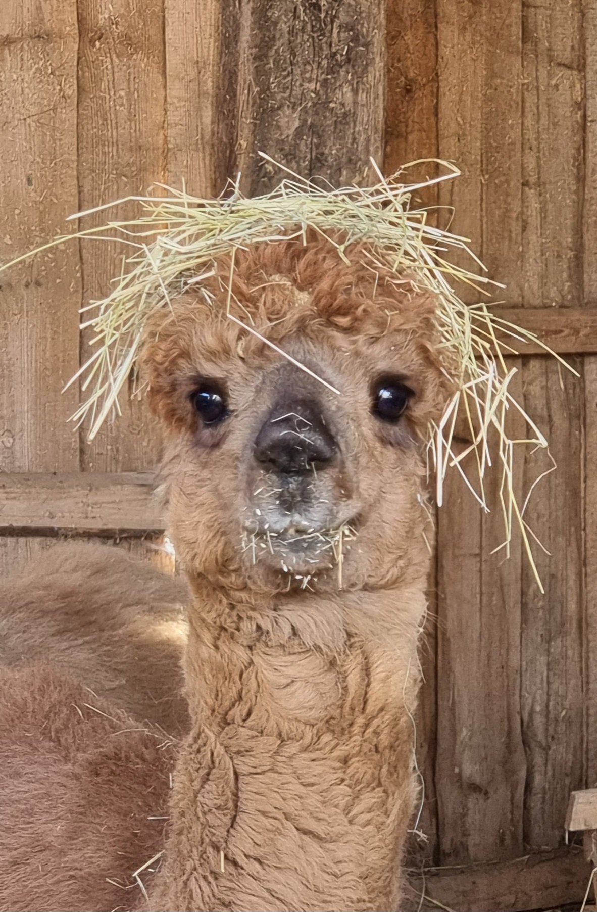 Alpaka with straw on its head