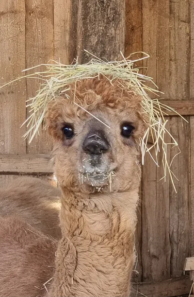 Alpaka with straw on its head 