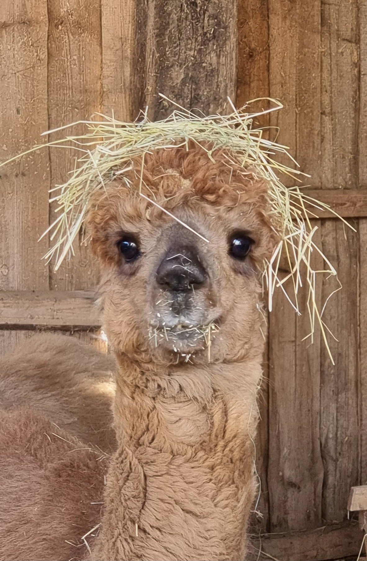 Alpaka with straw on its head 