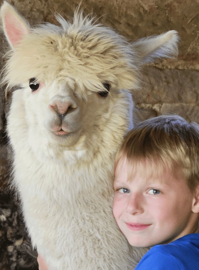 A boy smiling next to an alpaca
