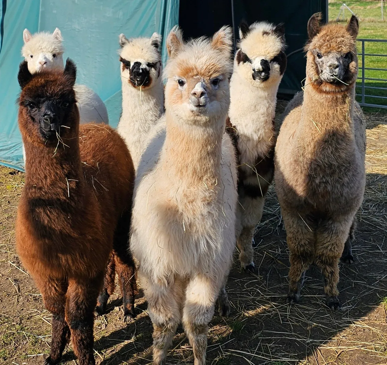 Five alpacas in an enclosure