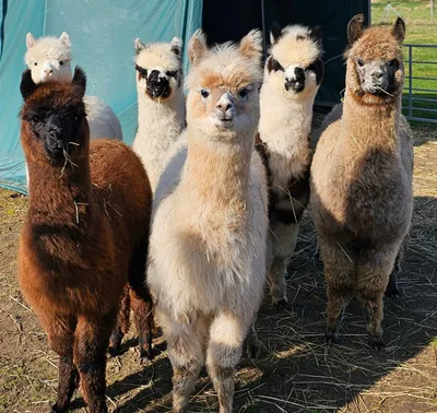 Five alpacas in an enclosure