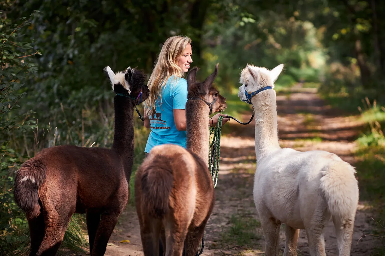 A woman leading three alpacas on a walk