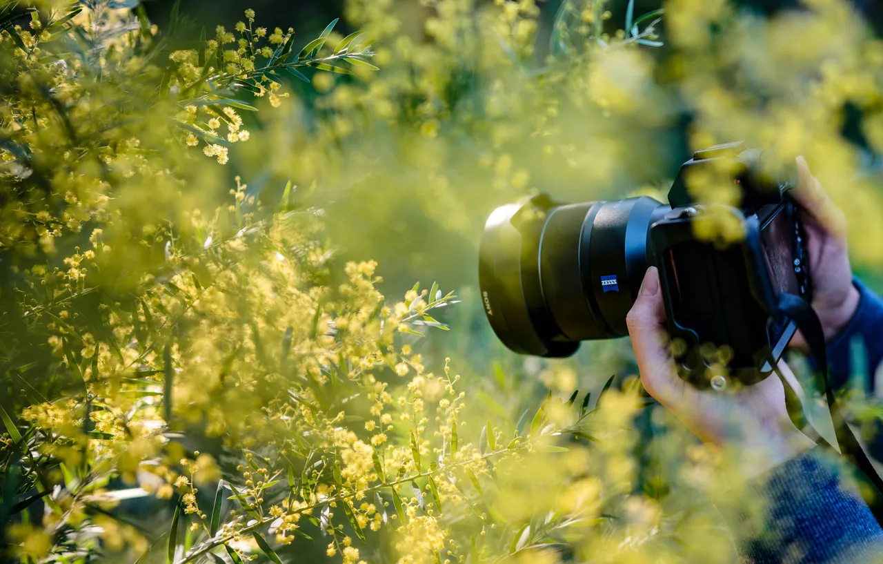 Photographer aiming a Sony camera with Zeiss lens through yellow mimosa blossoms