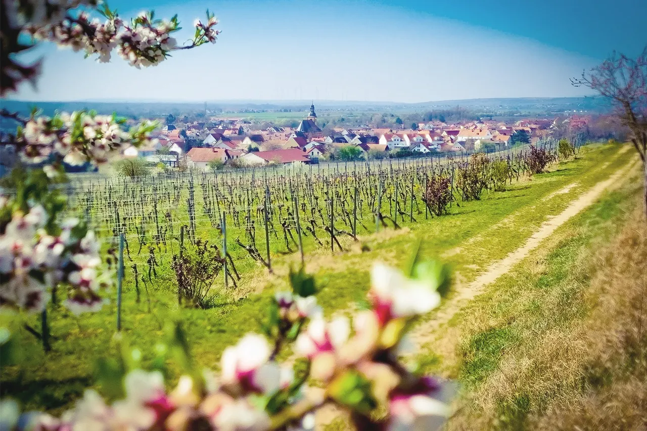 Vineyards with blossoming almond trees and a view over a wine village in Rhenish Hesse