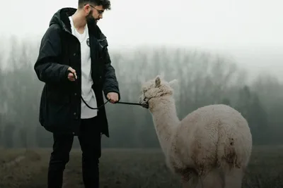 Animal adventures: man walking an alpaca on a lead in a misty field
