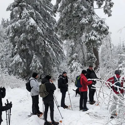 Group of cross-country skiers practicing winter sports skills in a snowy evergreen forest with frost-covered trees.