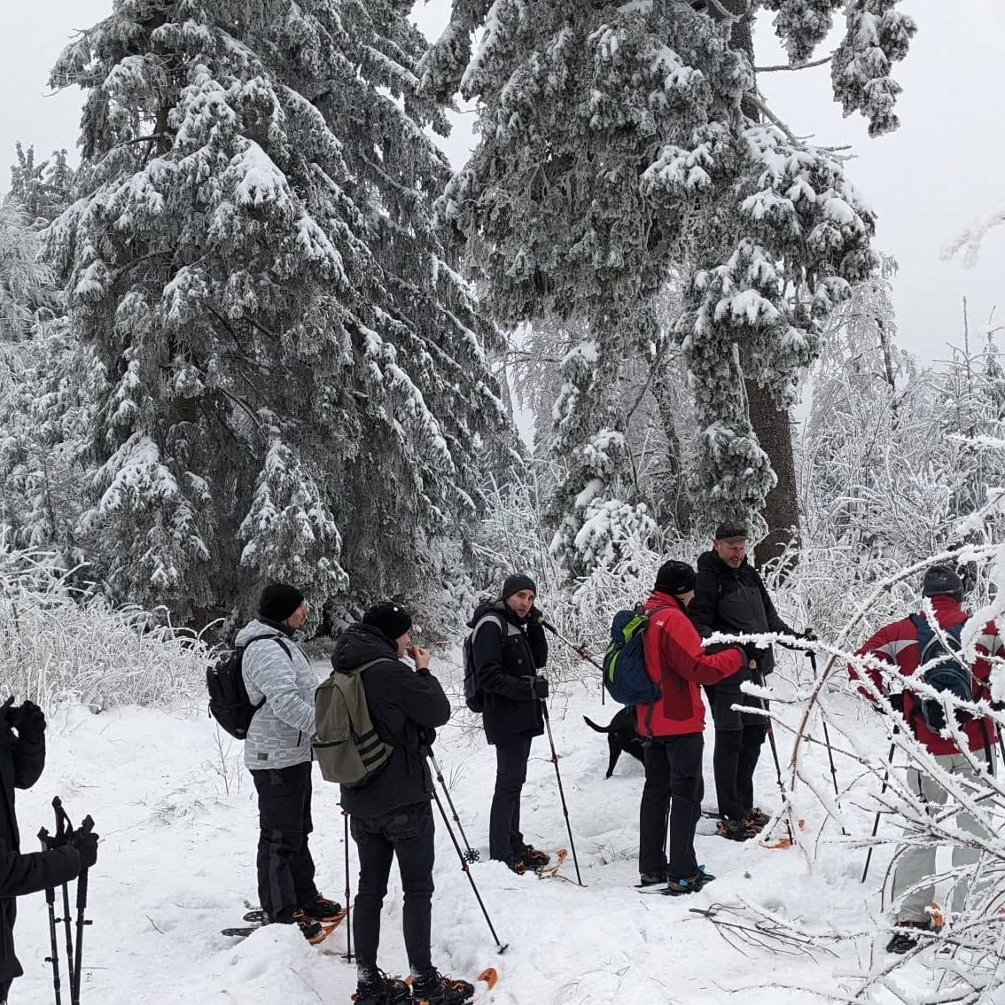 Group of cross-country skiers practicing winter sports skills in a snowy evergreen forest with frost-covered trees.