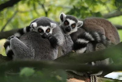 Fotokurs in Munster: Allwetter-Zoo