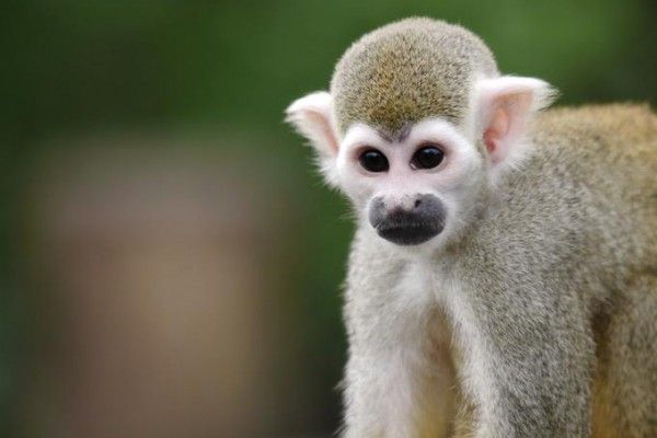 Fotokurs in Leipzig: Zoo