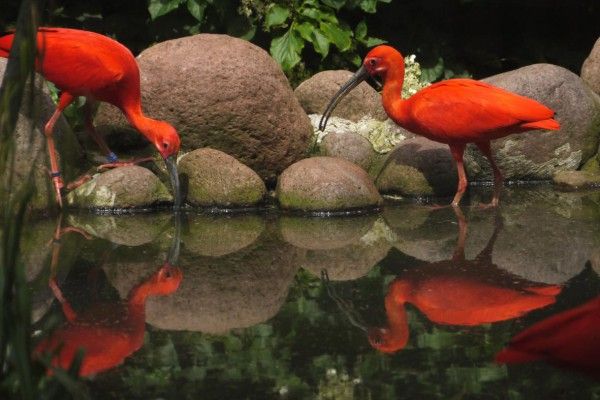 Fotokurs Köln - Kölner Zoo - Image 2