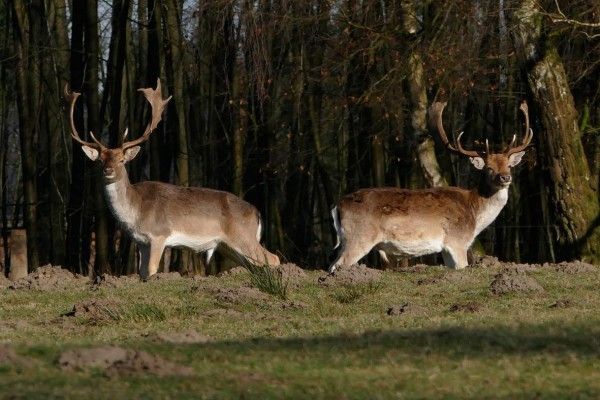 Fotokurs Dülmen - Wildpark - Image 3