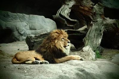 Fotokurs im Tierpark Hagenbeck - Gift Image