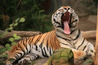 Fotokurs im Zoo - Gift Image