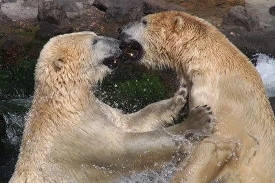 Fotokurs im Zoo - Gift Image