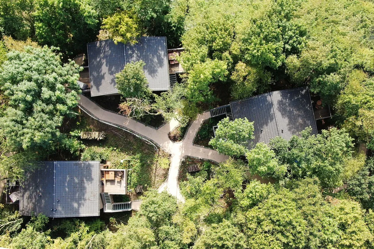 Aerial view of wooden tree chalets connected by walkways in a lush green forest