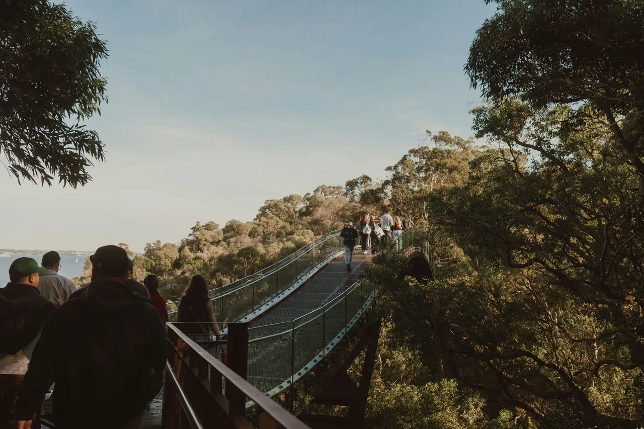 People walk across an elevated glass and metal skywalk bridge surrounded by lush green tree canopies under a clear sky.