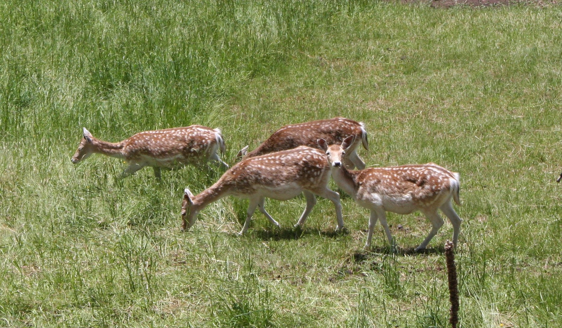Wildkoch-Kochkurs für Feinschmecker in Stuttgart - Gift Image