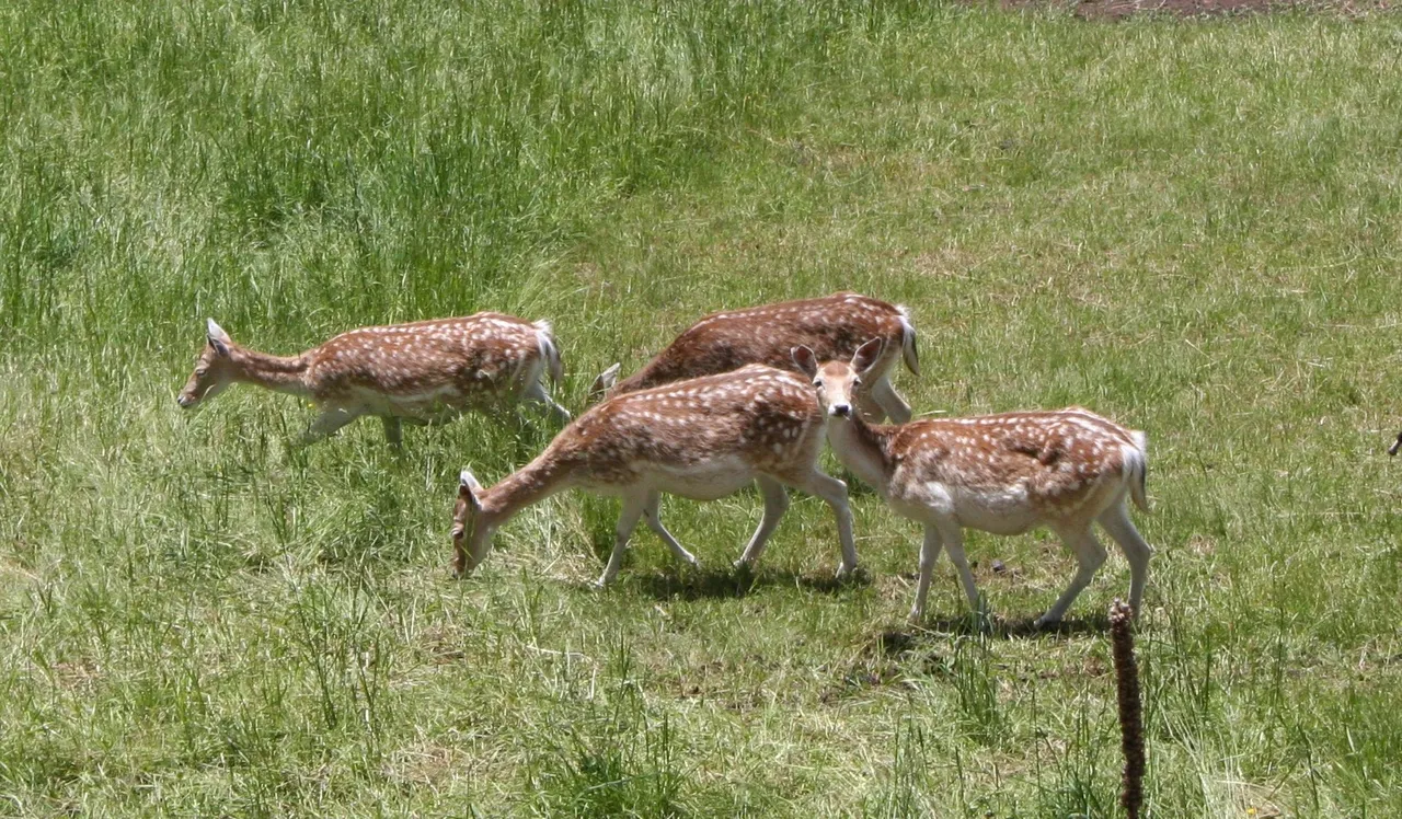 Wild deer standing in a grassy field