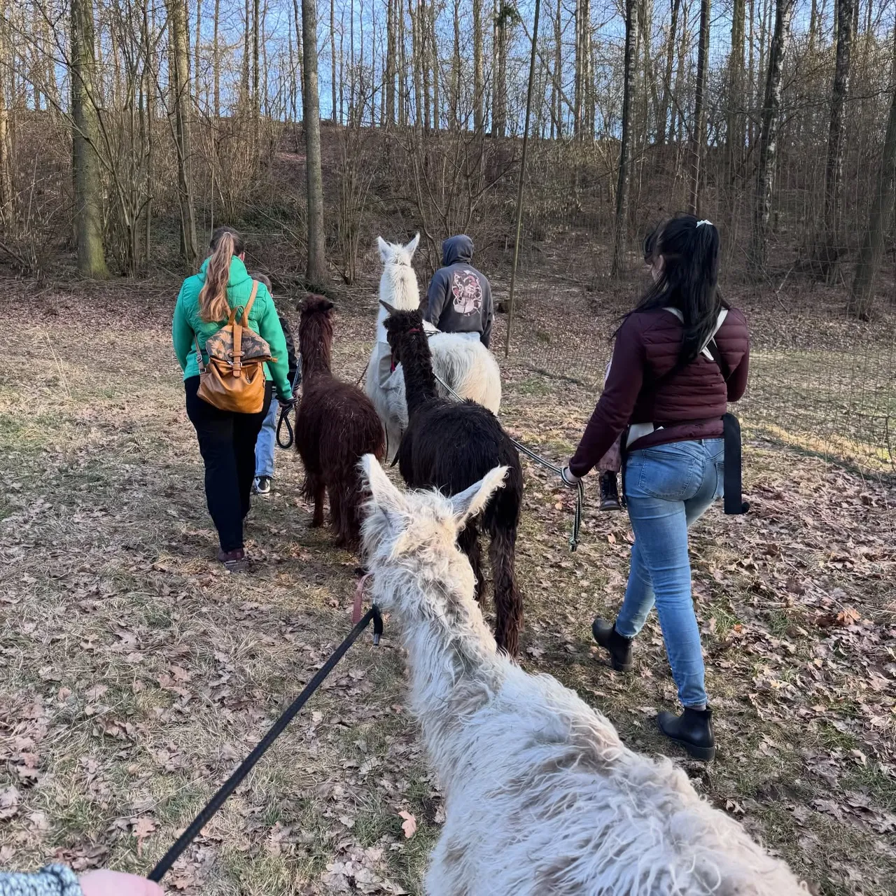 A group of people leading alpacas in a winter forest