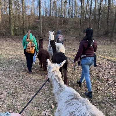 A group of people leading alpacas in a winter forest